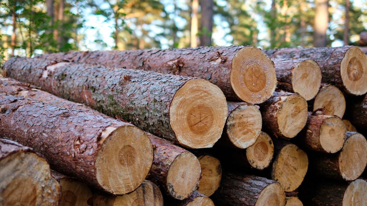 Stacked lumber and timber