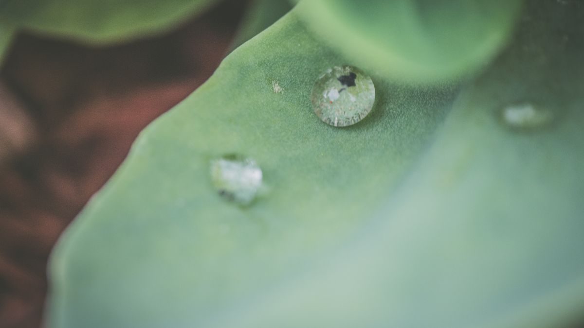 Dew droplets on a leaf
